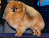 AM CH Noble's Noriko With Hart-o-gold
